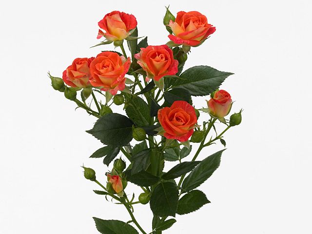 Роза кустовая орранжевая 