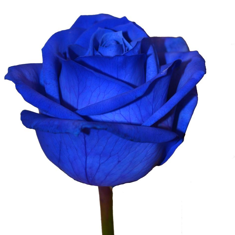 Роза синяя крашеная