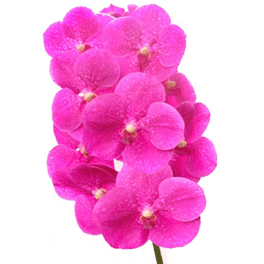 Орхидея Ванда розовая