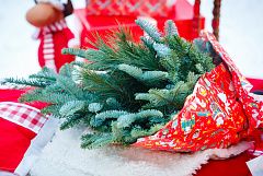 Нобилис и ветки сосны в красной новогодней бумаге